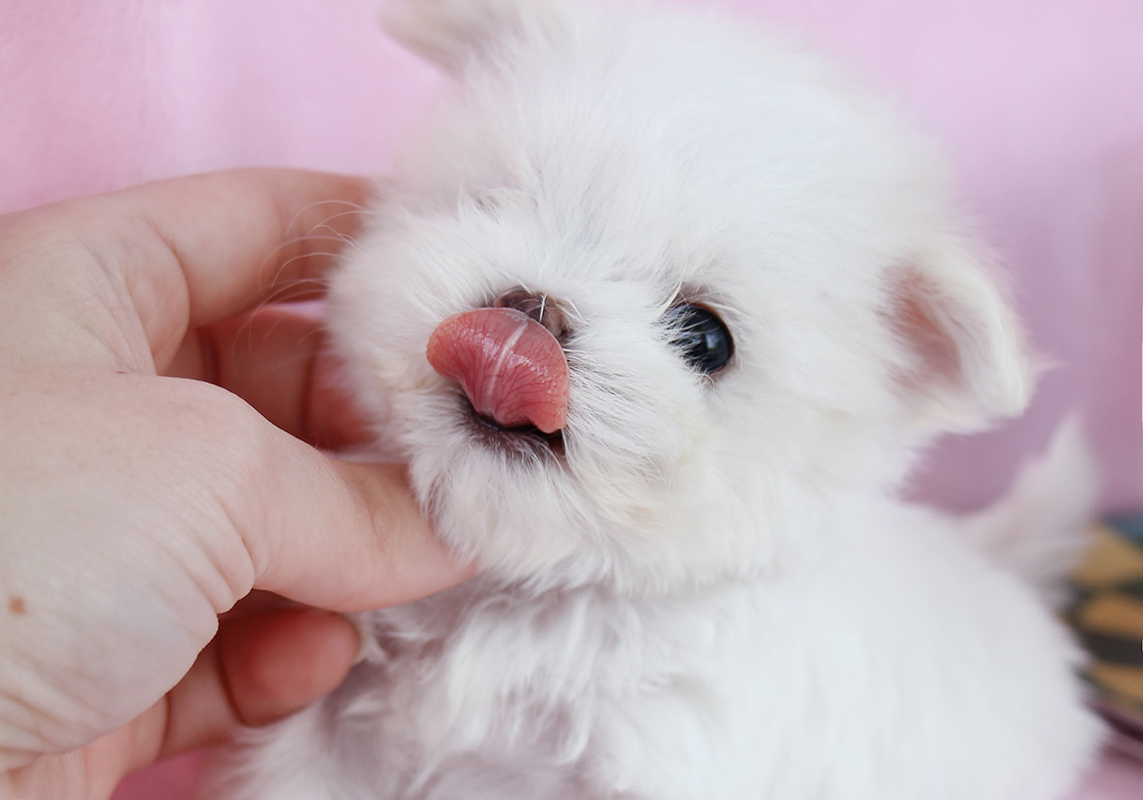 Tiny Teacup Maltese For Sale
