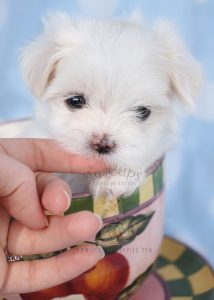 Teacup Maltese Puppy For Sale #040