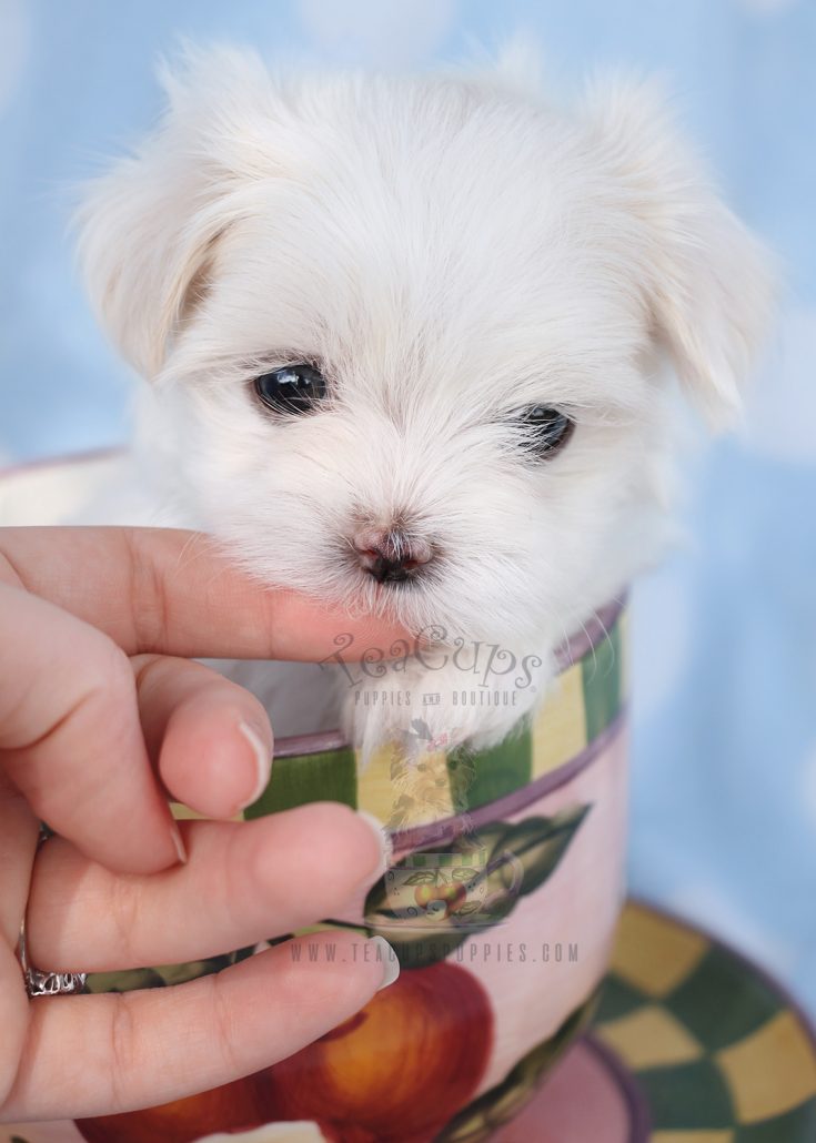 Little Teacup Maltese Puppy For Sale 040 Teacup Puppies & Boutique