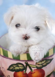 Little Teacup Maltese Puppy For Sale #040