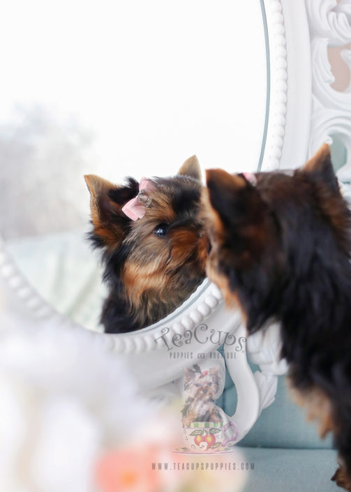 Beautiful Tiny TeaCup Yorkie Puppies #113