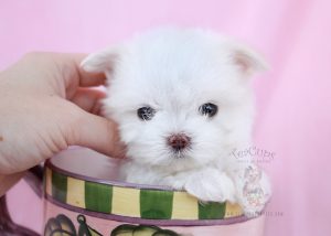 Tiny Teacup Maltese Puppy For Sale #037