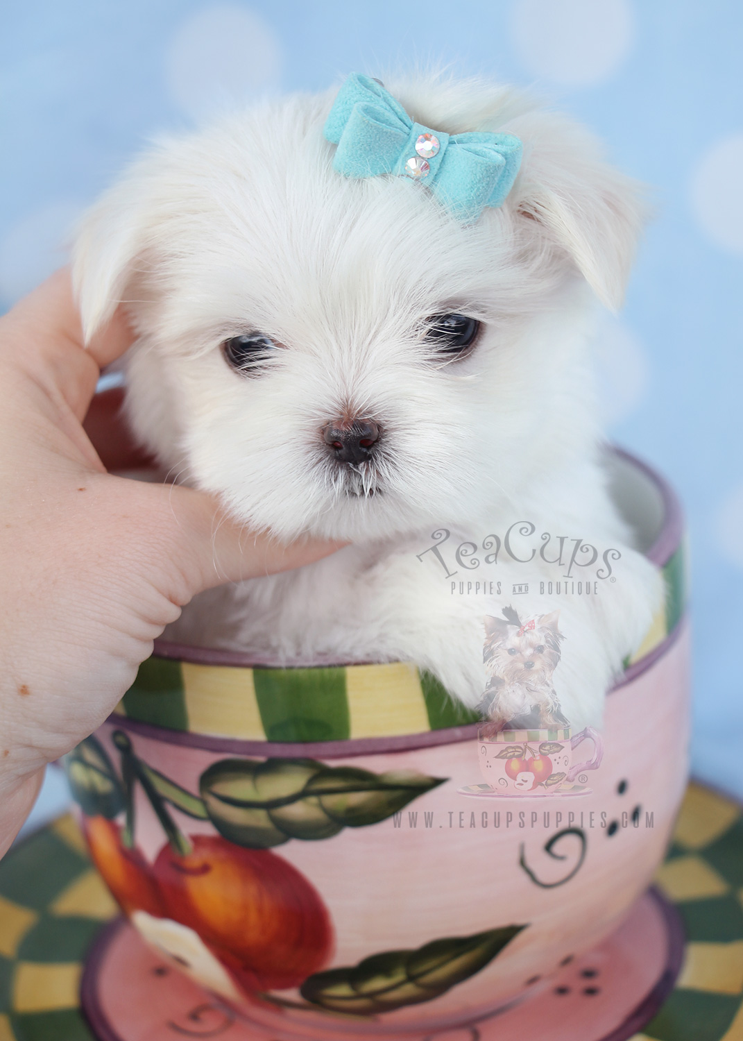 Tiny Maltese Puppies for Sale Davie | Teacups, Puppies & Boutique Tiny Maltese Puppies for Sale Davie | Teacups, Puppies & Boutique
