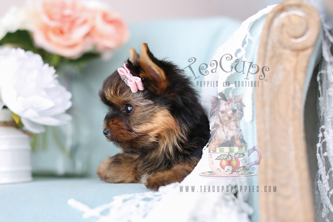 Teacup Yorkies by TeaCup Puppies and Boutique