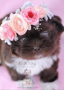 Chocolate Shih Tzu Puppy For Sale #071