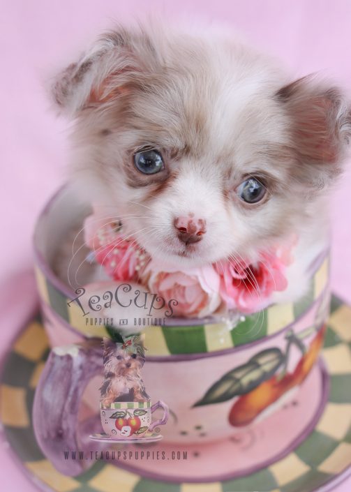 Teacup Chihuahuas and Chihuahua Puppies For Sale by TeaCups, Puppies ... Teacup Chihuahuas and Chihuahua Puppies For Sale by TeaCups, Puppies ...