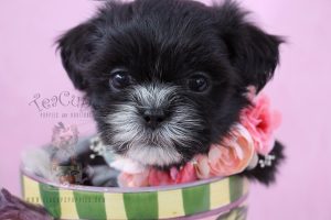 Shih Tzu Puppy For Sale #069