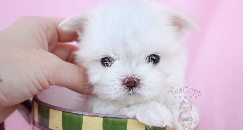 New Teacup Maltese Puppy Arrival at TeaCups, Puppies and Boutique