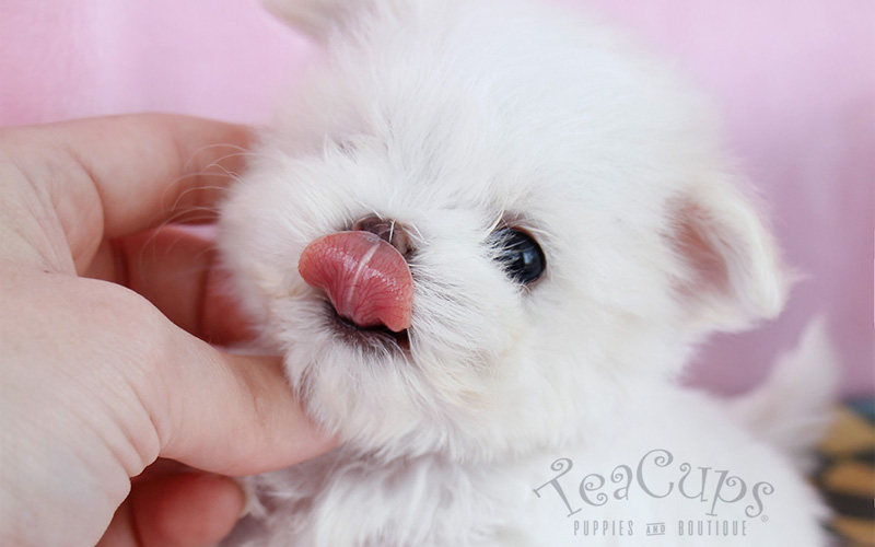teacupmaltesepuppynewarrival Teacup Puppies & Boutique