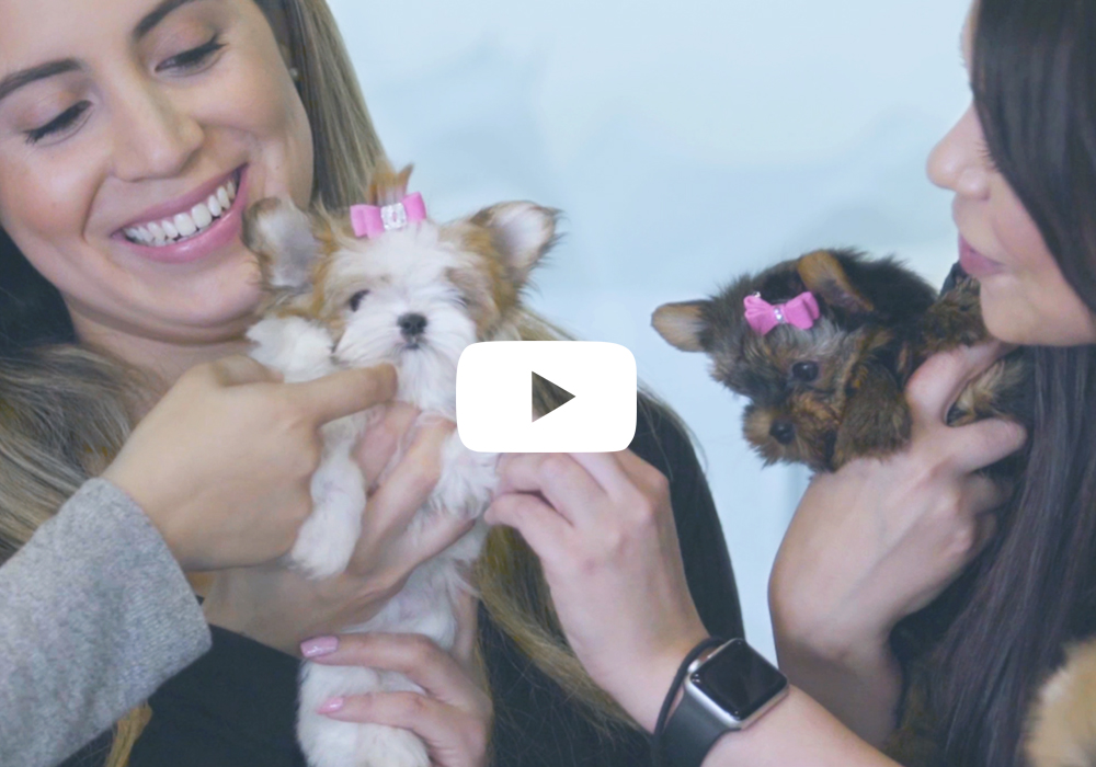 TeaCups, Puppies and Boutique Commercial