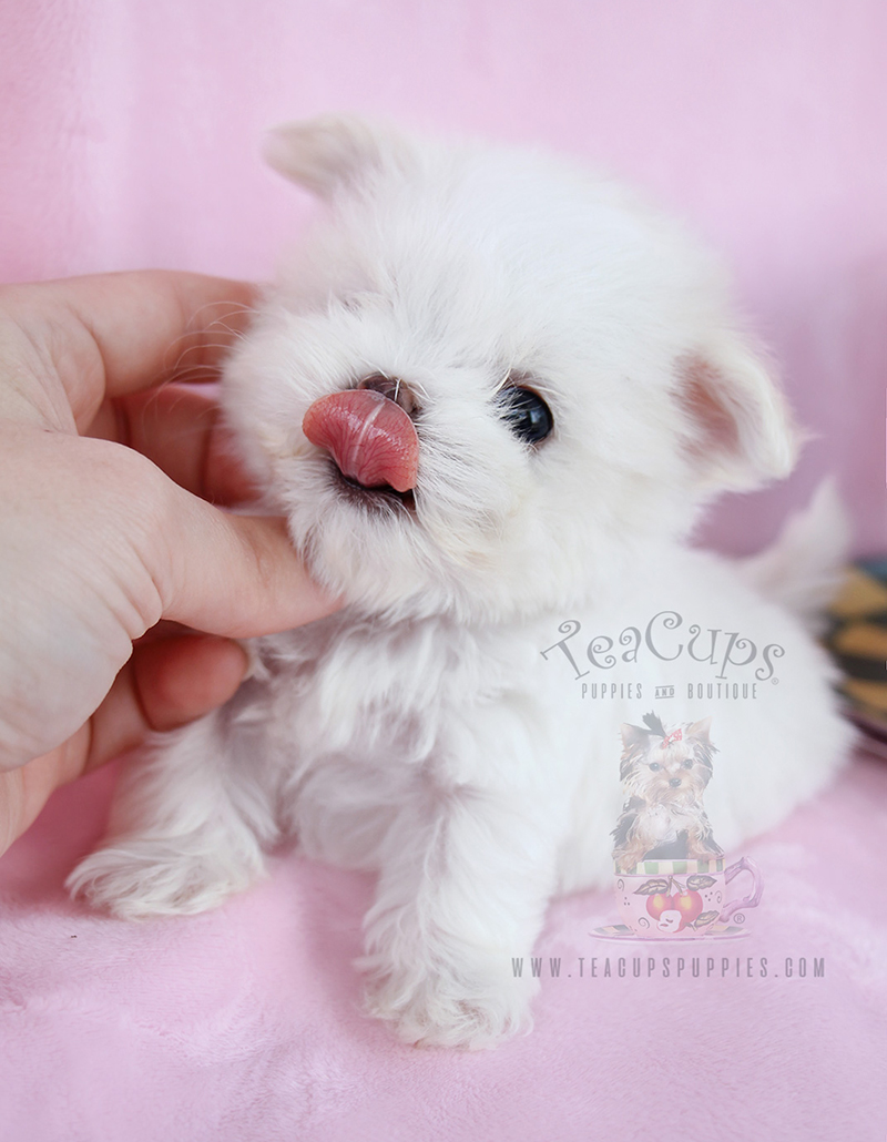 Teacup Maltese Puppy For Sale South Florida