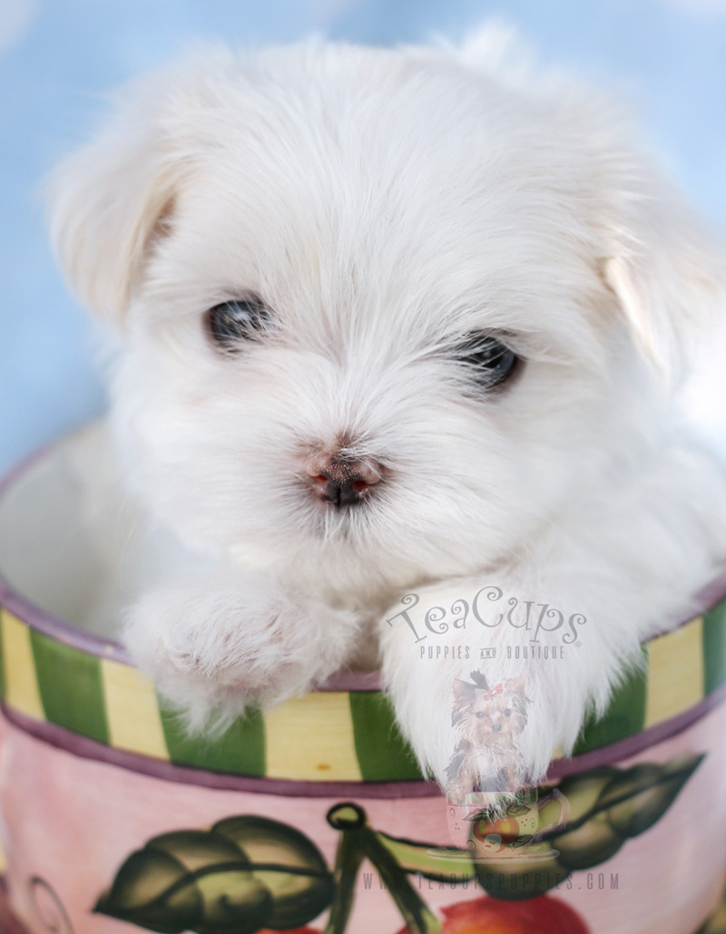 Teacup Maltese Puppy For Sale