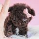 Adorable Micro Teacup Chocolate Poodle Puppy