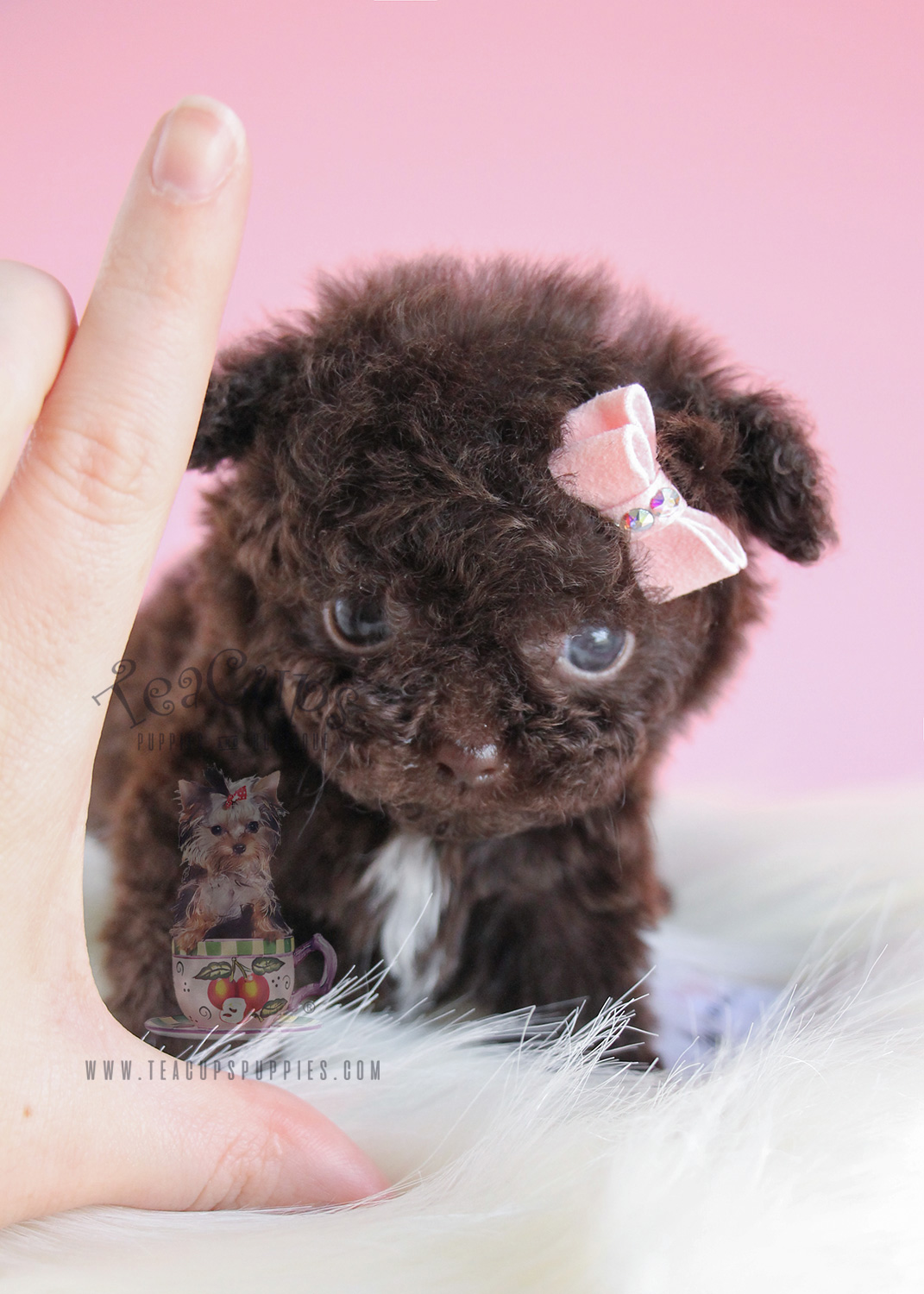 Adorable Micro Teacup Chocolate Poodle Puppy