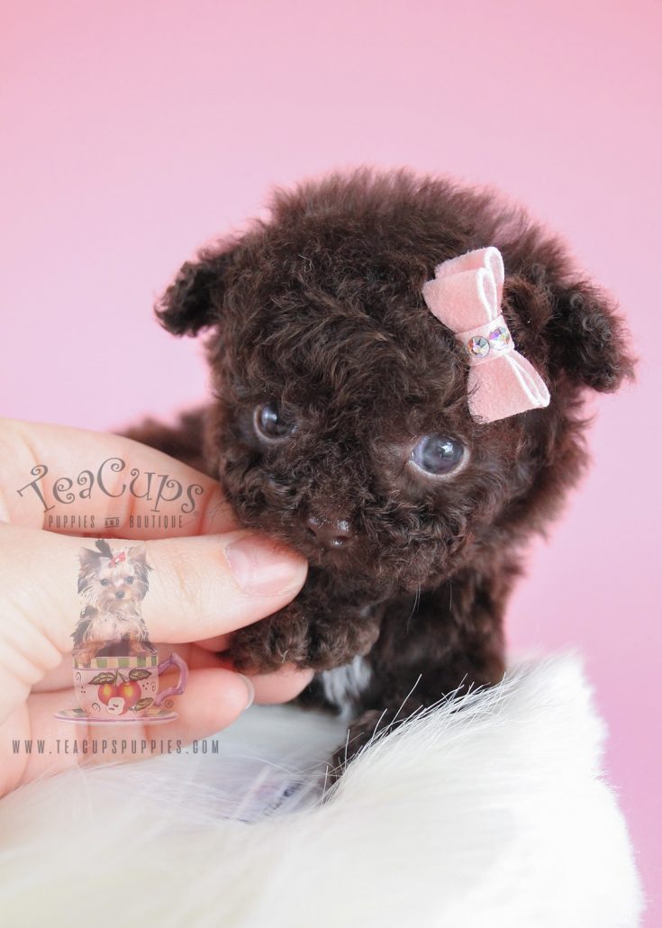Female Chocolate Poodle Puppy For Sale