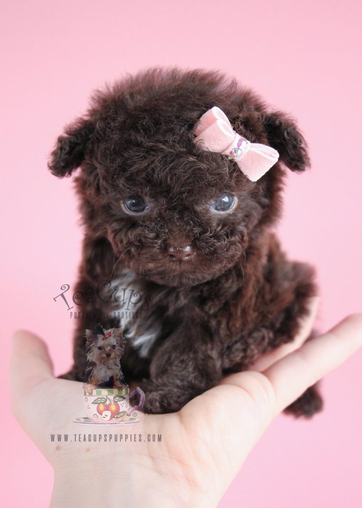 mini teacup poodle puppies