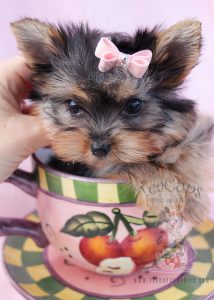 Teacup Yorkie #093 For Sale in Broward