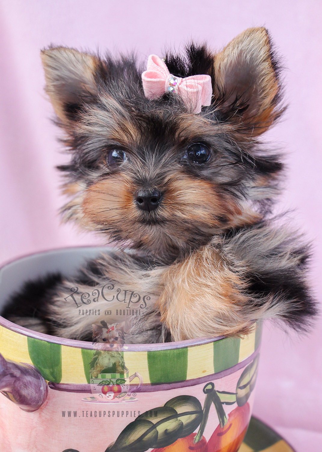 Yorkie Puppy 093 For Sale Teacup Puppies & Boutique