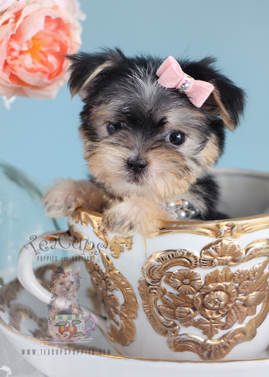 teacup morkie maltese teacups