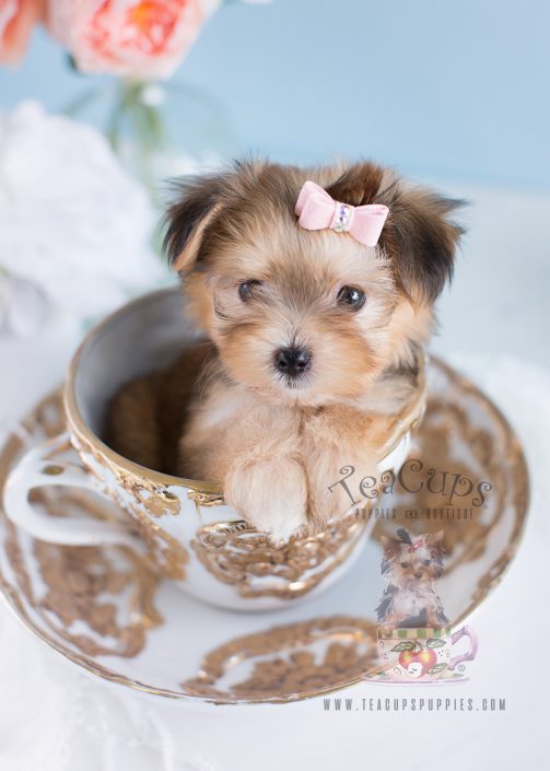 Morkie Puppies For Sale South Florida