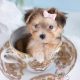 Morkie Puppies For Sale South Florida