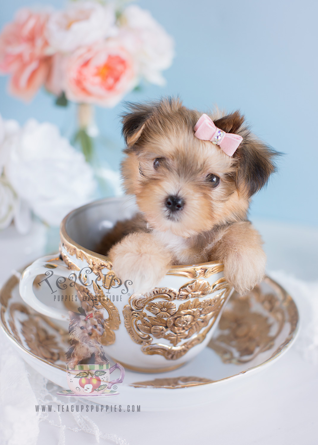 Morkie Puppies for Sale