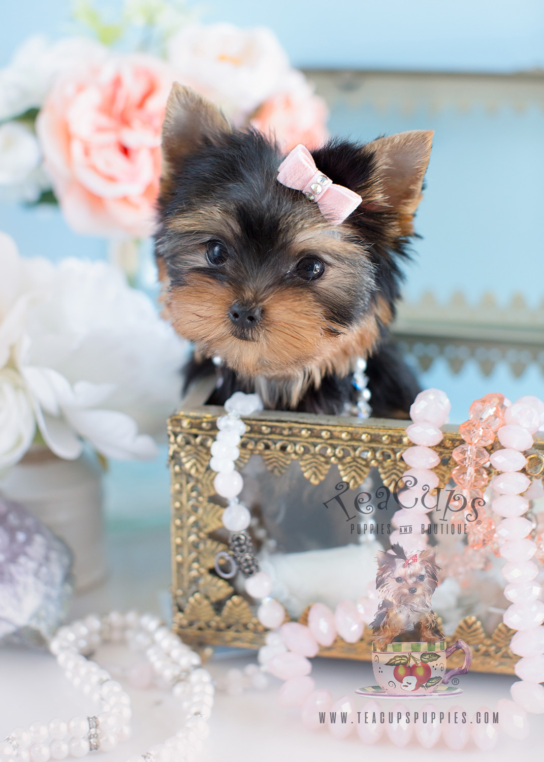 Charming Teacup Yorkshire "Yorkie" Terrier Puppies for