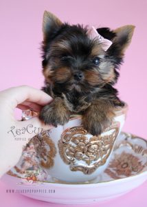 Teacup Yorkie Puppy For Sale by TeaCups Puppies