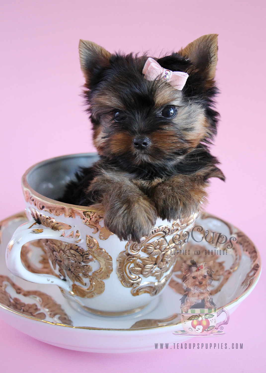 Adorable Teacup Yorkie Puppy For Sale