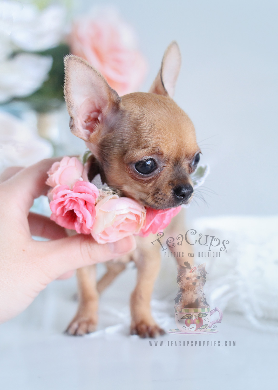 Fawn Chihuahua Puppies For Sale in Florida | Teacups ...