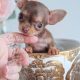 Teacup Chihuahuas For Sale Florida