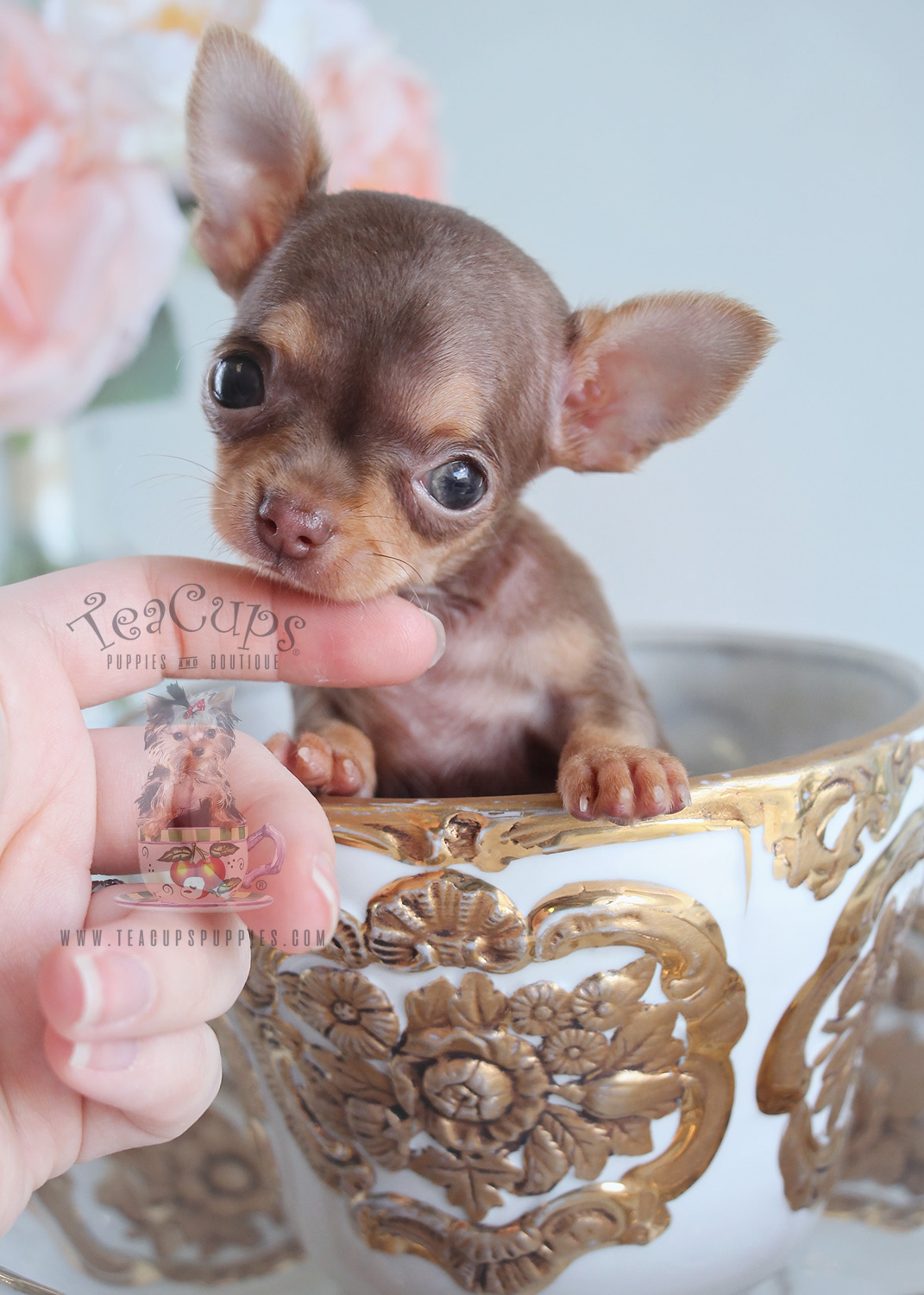 Teacup Chihuahua Puppies South Florida Teacup Puppies & Boutique