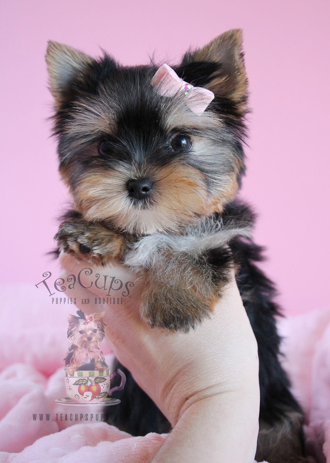 yorkiepuppyforsale114b Teacup Puppies & Boutique
