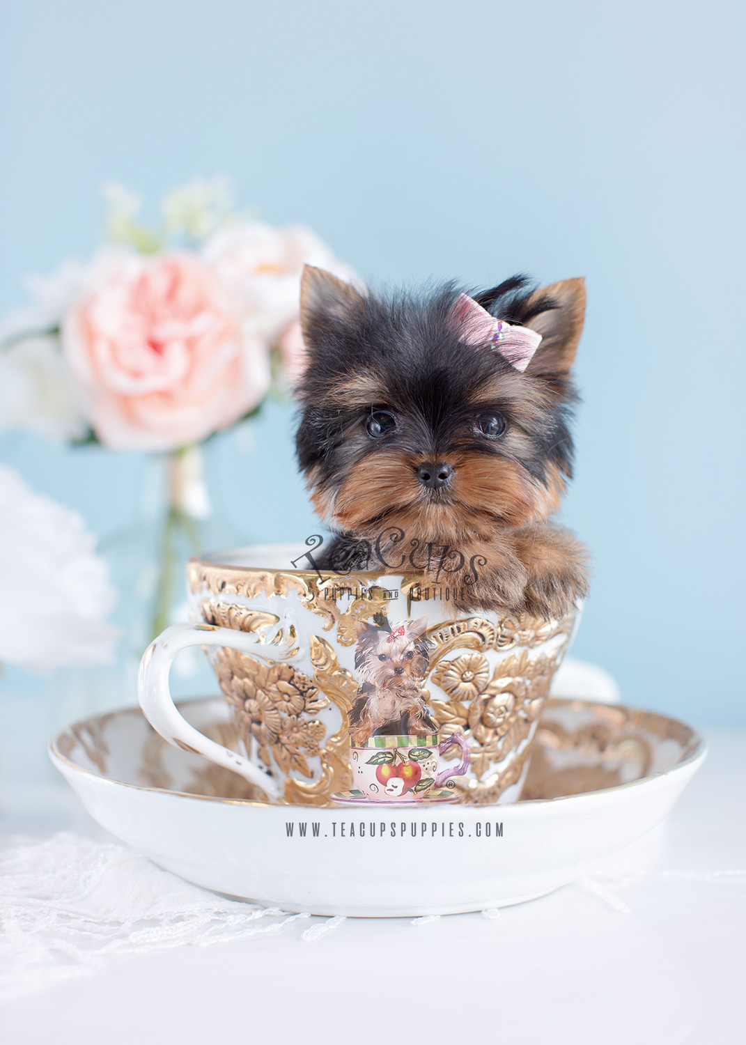 Teacup Yorkies For Sale in South Florida by Teacup Puppies and Boutique