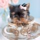 Teenie Tiny Micro Teacup Yorkie Puppy #124 For Sale