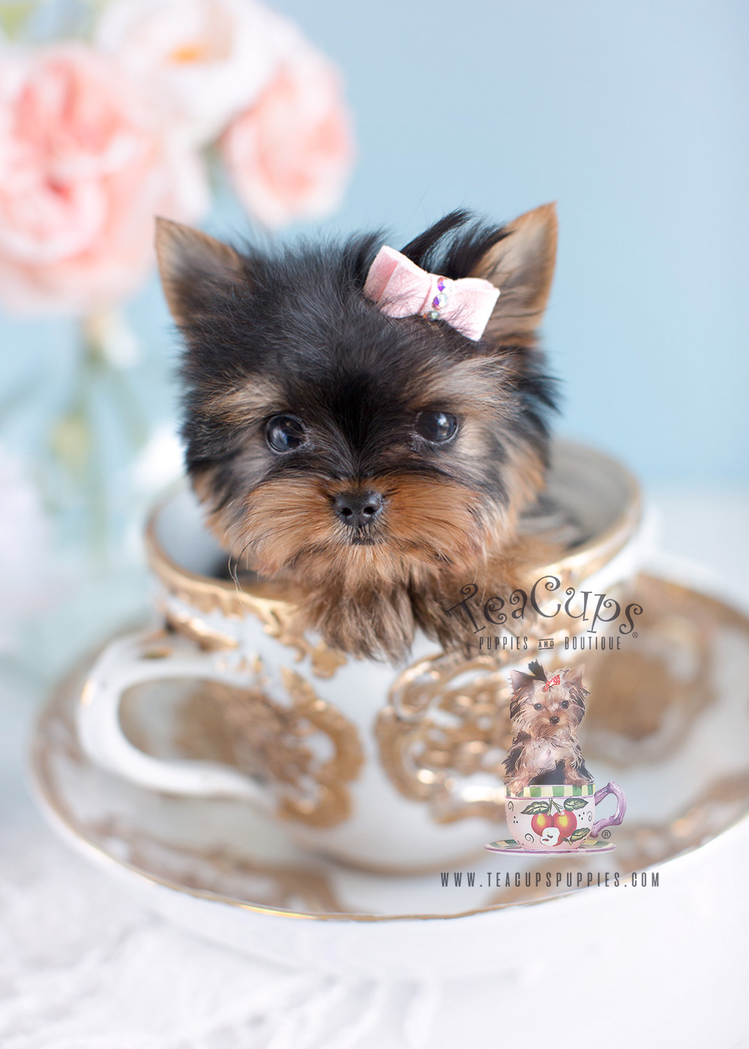 Teenie Tiny Micro Teacup Yorkie Puppy #124 For Sale