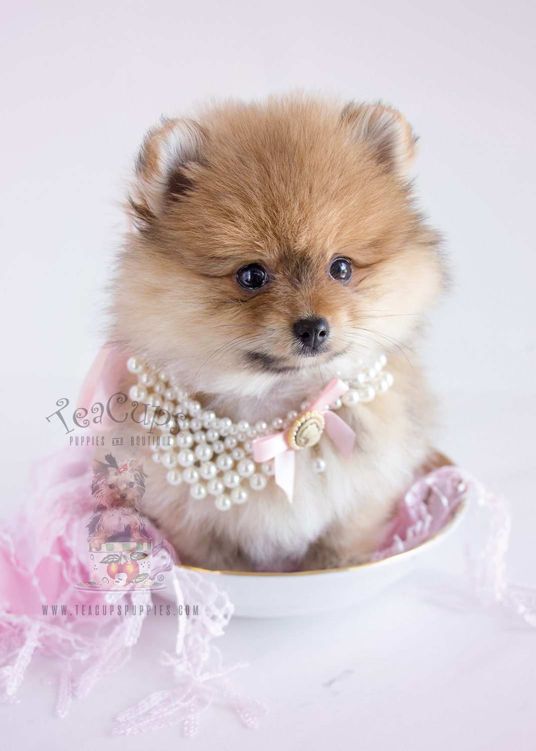 Pomeranian Dog Puppy For Sale Pomeranian Dog Puppy For Sale