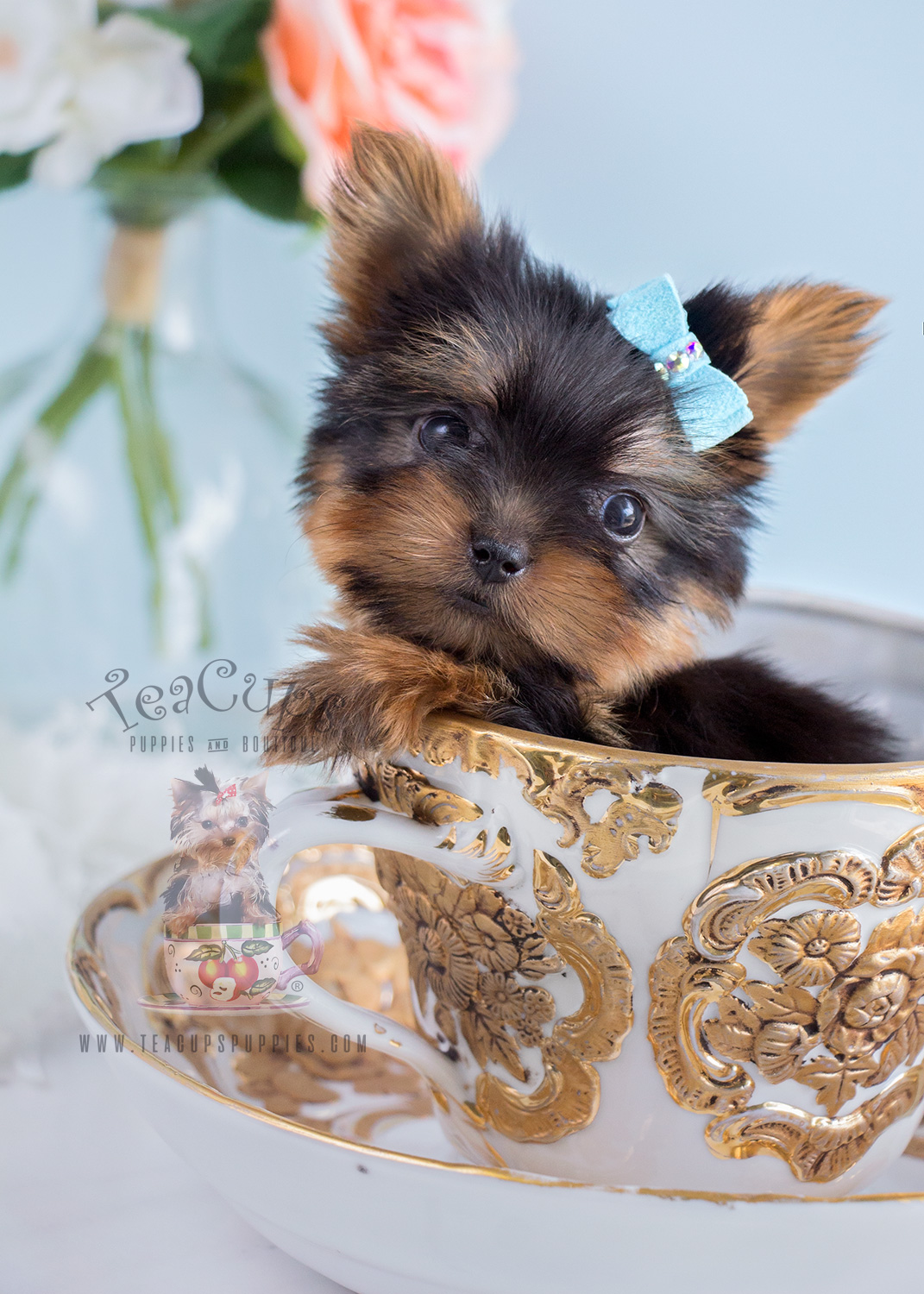 Teacup Yorkie 135 Puppy For Sale Florida Teacup Puppies & Boutique