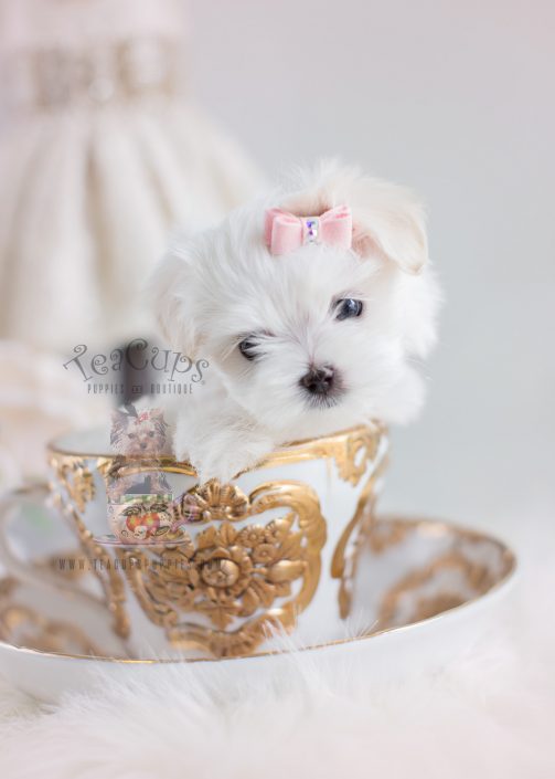 tiny teacup maltese puppies for sale