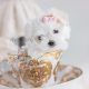 Adorable Female Maltese Puppies South Florida