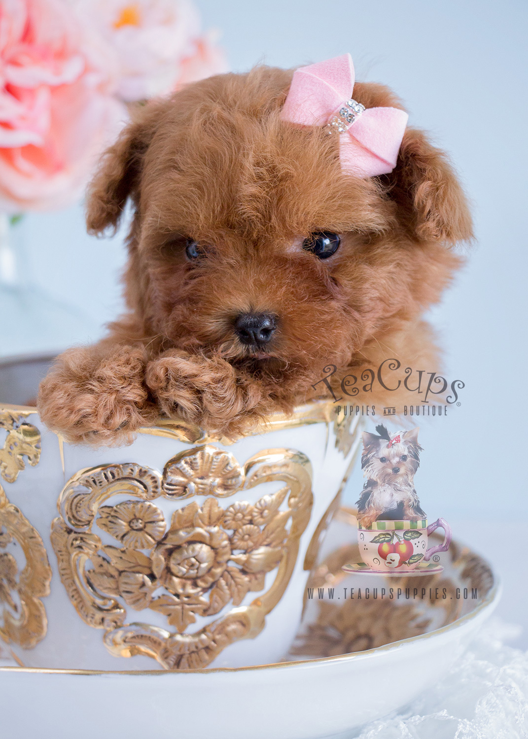 Adorable Chocolate Poodle Puppies Available South Florida Teacups, Puppies & Boutique