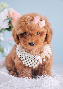 Red Poodle Puppies For Sale in Davie