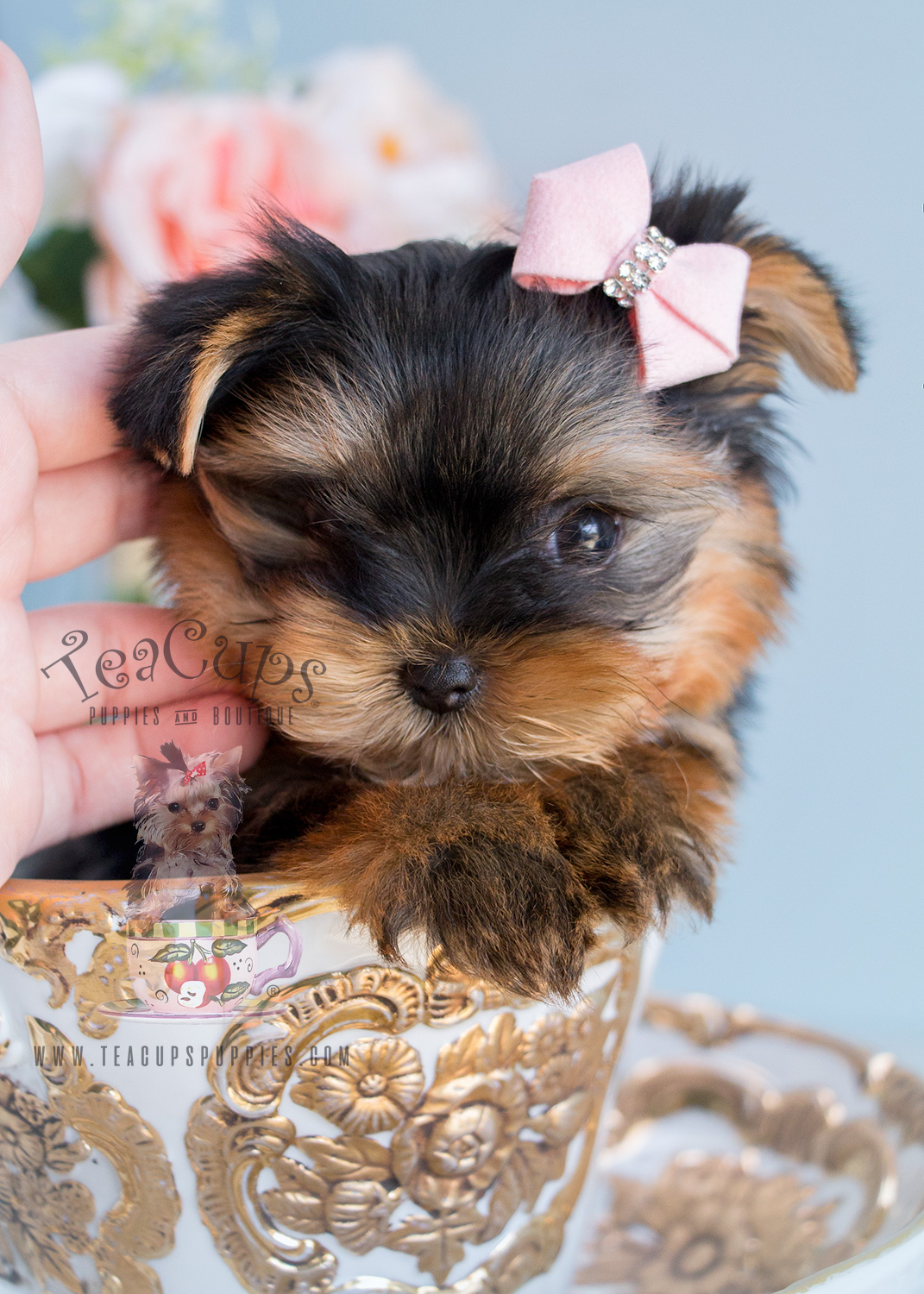 Yorkie Puppy For Sale Florida 128 Teacup Puppies & Boutique