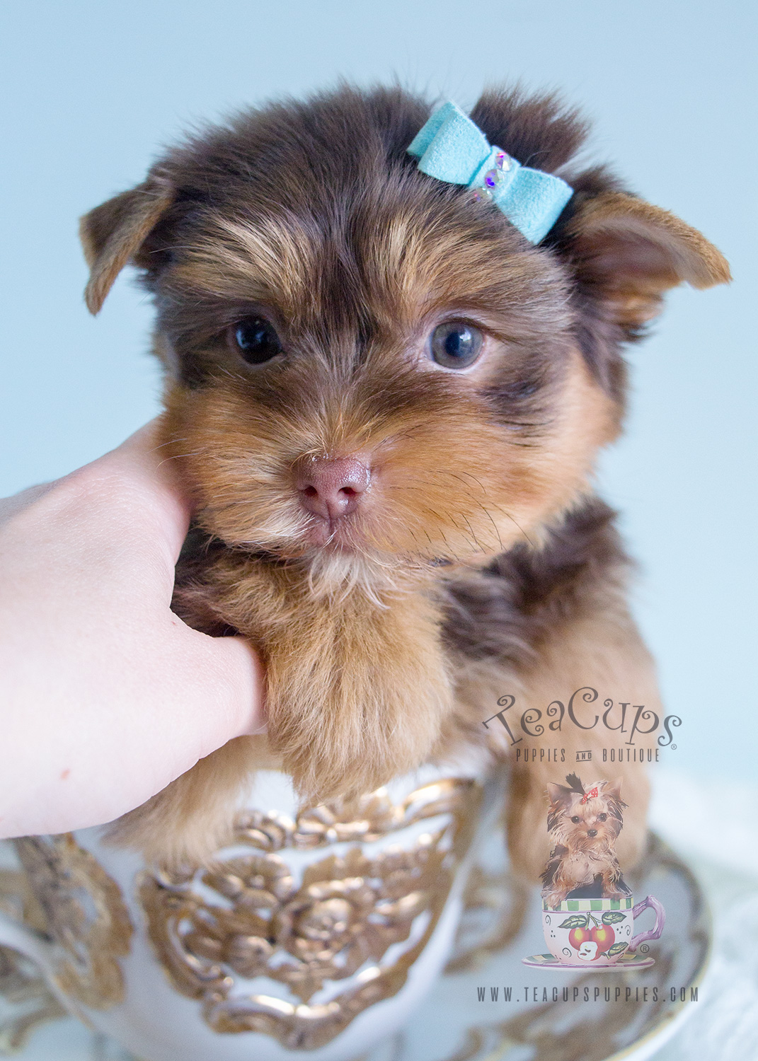 Chocolate Yorkie Puppy 164 For Sale Teacup Puppies & Boutique