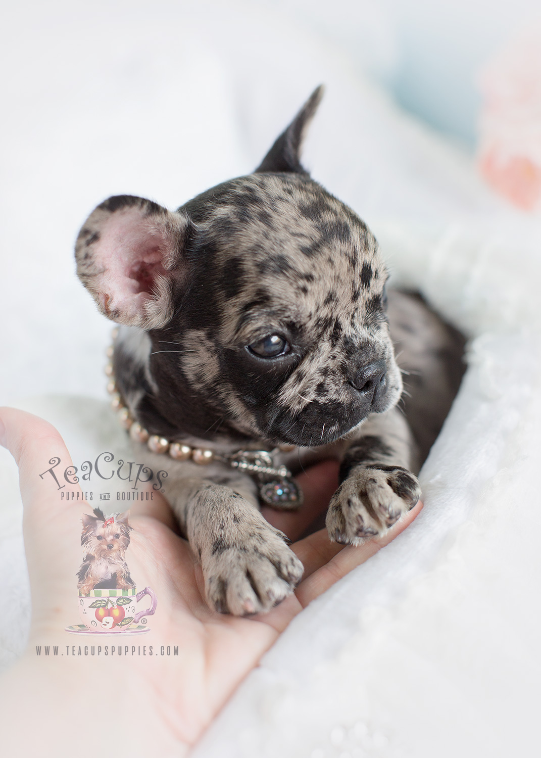 99+ Blue Merle French Bulldog Cost