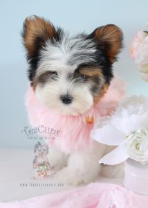 Beautiful Parti Yorkie puppy for sale by TeaCup Puppies