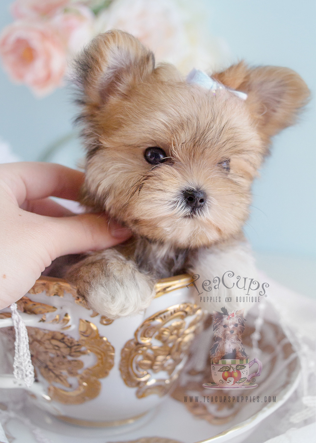 Mixed Breed Puppies For Sale at TeaCups Teacups, Puppies & Boutique