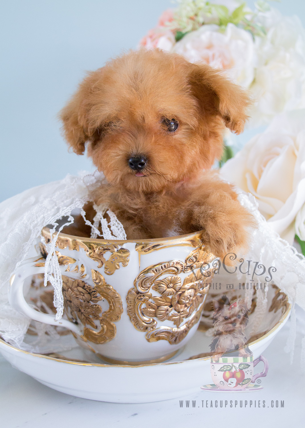 Apricot Poodle Puppy 211 | Teacup Puppies & Boutique