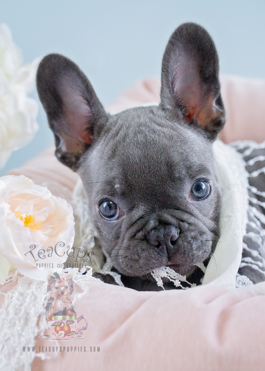 Blue Frenchie Female For Sale at Teacups