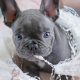 Female Blue French Bulldog Puppy by Teacups Puppies